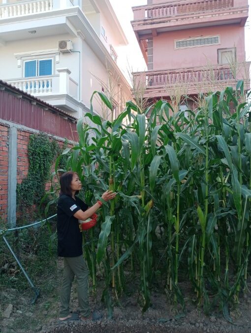 Harvesting Corn & Plantings More Seeds